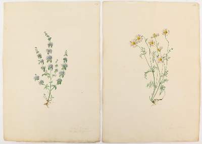 Bild Nr.1: 138-3328 Gartenkräuter u.a.: (Varia, Botanik)