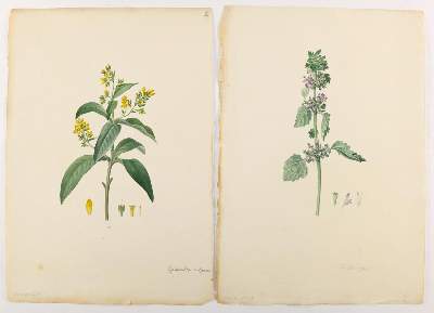 Bild Nr.2: 138-3328 Gartenkräuter u.a.: (Varia, Botanik)