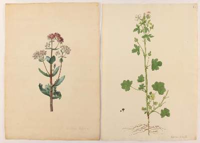 Bild Nr.3: 138-3328 Gartenkräuter u.a.: (Varia, Botanik)