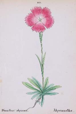 Bild Nr.3: 138-3329 Konvolut: (Varia, Botanik)