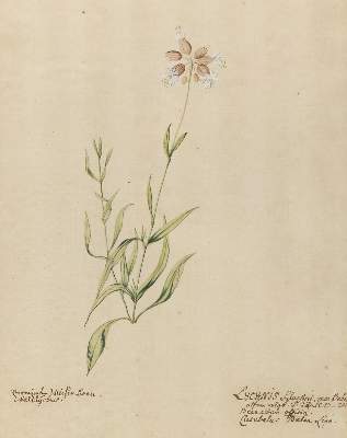 Bild Nr.5: 138-3330 Konvolut: (Varia, Botanik)