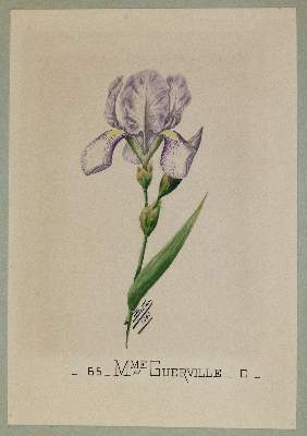 Bild Nr.1: 138-3334 Lilien.: (Varia, Botanik)
