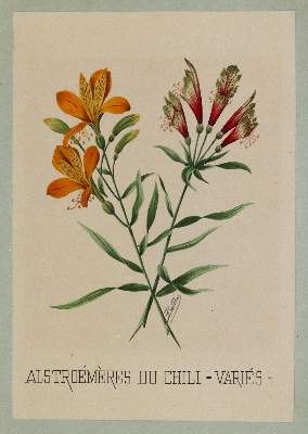 Bild Nr.2: 138-3334 Lilien.: (Varia, Botanik)