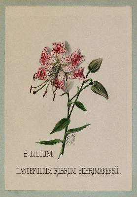 Bild Nr.3: 138-3334 Lilien.: (Varia, Botanik)