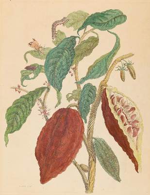 Bild Nr.1: 138-3336 Merian, Maria Sibylla: (Varia, Botanik)