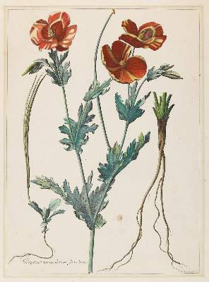 Bild Nr.1: 138-3337 Mohn.: (Varia, Botanik)