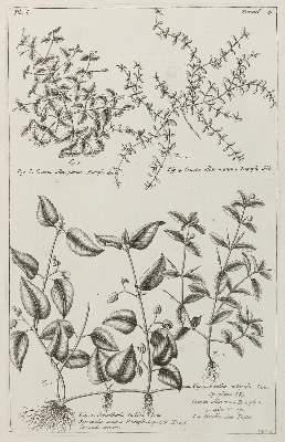Bild Nr.2: 138-3338 Pflanzen.: (Varia, Botanik)