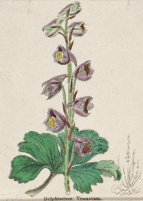 Bild Nr.2: 138-3339 Pflanzen.: (Varia, Botanik)
