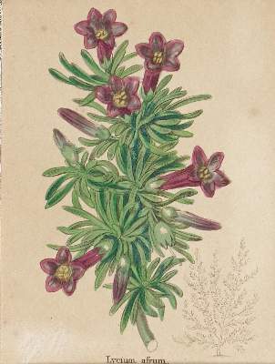 Bild Nr.3: 138-3339 Pflanzen.: (Varia, Botanik)