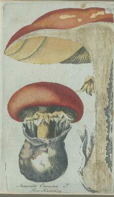 Bild Nr.1: 138-3340 Pilze.: (Varia, Botanik)