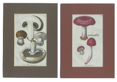 Bild Nr.2: 138-3340 Pilze.: (Varia, Botanik)
