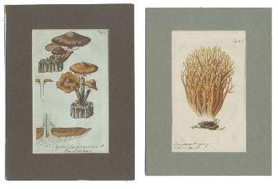 Bild Nr.3: 138-3340 Pilze.: (Varia, Botanik)