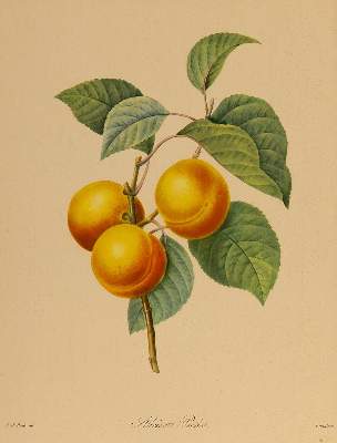 Bild Nr.1: 138-3341 Pomologie.: (Varia, Botanik)