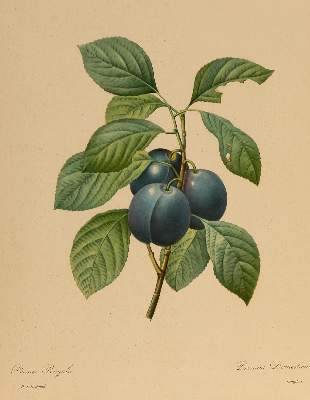 Bild Nr.2: 138-3341 Pomologie.: (Varia, Botanik)
