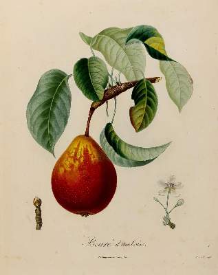 Bild Nr.3: 138-3341 Pomologie.: (Varia, Botanik)