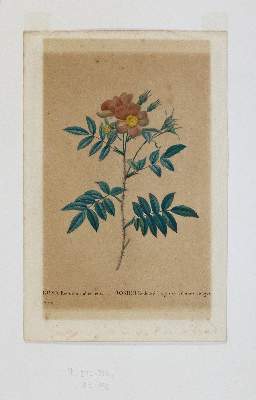 Bild Nr.1: 138-3342 Redouté, P.J.: (Varia, Botanik)