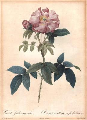 Bild Nr.1: 138-3343 Redouté, P.J.: (Varia, Botanik)