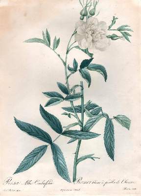 Bild Nr.13: 138-3343 Redouté, P.J.: (Varia, Botanik)