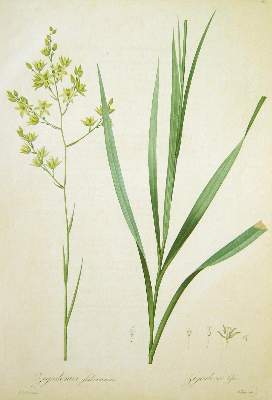 Bild Nr.22: 138-3343 Redouté, P.J.: (Varia, Botanik)