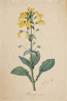 Bild Nr.32: 138-3343 Redouté, P.J.: (Varia, Botanik)