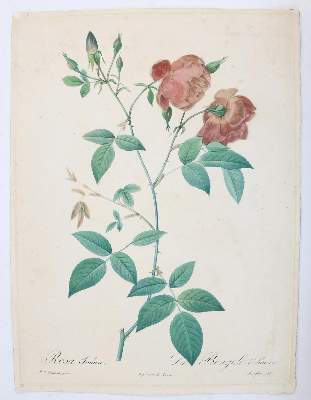 Bild Nr.2: 138-3344 Redouté, P.J.: (Varia, Botanik)