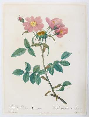Bild Nr.3: 138-3344 Redouté, P.J.: (Varia, Botanik)