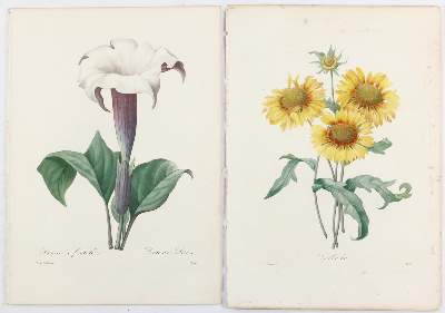 Bild Nr.6: 138-3345 Redouté, P.J.: (Varia, Botanik)