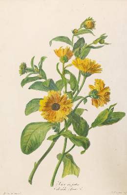 Bild Nr.1: 138-3346 Ringelblume.: (Varia, Botanik)