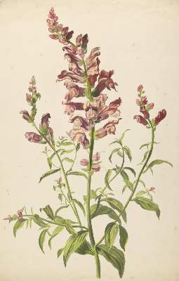 Bild Nr.2: 138-3346 Ringelblume.: (Varia, Botanik)
