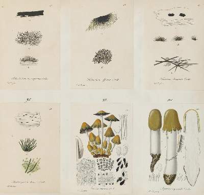 Bild Nr.6: 138-3347 Sturm,J.: (Varia, Botanik)