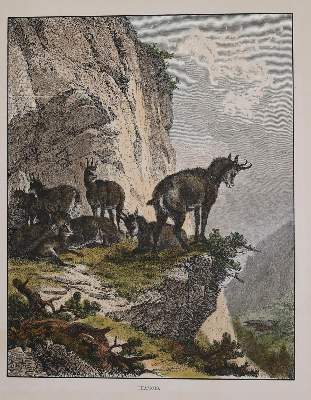 Bild Nr.2: 138-3362 Konvolut: (Varia, Jagd)