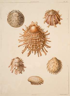 Bild Nr.1: 138-3401 Konvolut: (Varia, Muscheln)