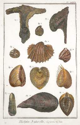 Bild Nr.2: 138-3401 Konvolut: (Varia, Muscheln)
