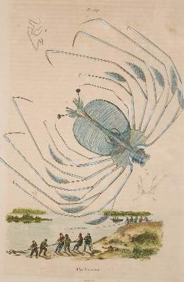 Bild Nr.3: 138-3401 Konvolut: (Varia, Muscheln)