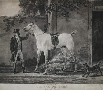 Bild Nr.1: 138-3407 Reitpferd.: (Varia, Pferd)