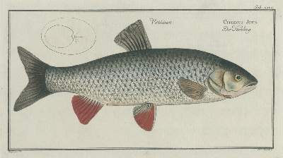 Bild Nr.5: 138-3440 Bloch,M:E.: (Varia, Zoologie, Fische)