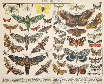 Bild Nr.1: 138-3442 Schmetterlinge.: (Varia, Zoologie)
