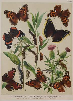 Bild Nr.2: 138-3442 Schmetterlinge.: (Varia, Zoologie)
