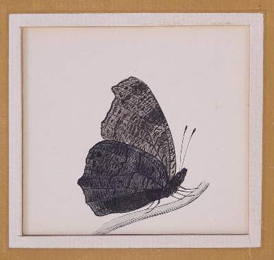 Bild Nr.3: 138-3442 Schmetterlinge.: (Varia, Zoologie)