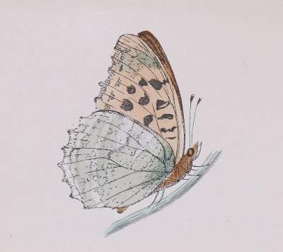 Bild Nr.4: 138-3442 Schmetterlinge.: (Varia, Zoologie)