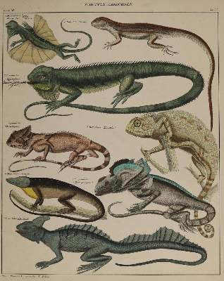 Bild Nr.2: 138-3443 Tiere.: (Varia, Zoologie)