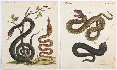 Bild Nr.3: 138-3443 Tiere.: (Varia, Zoologie)