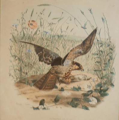 Bild Nr.1: 138-3444 Vögel.: (Varia, Zoologie)