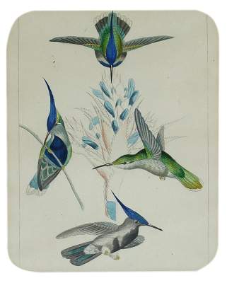 Bild Nr.3: 138-3444 Vögel.: (Varia, Zoologie)