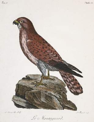 Bild Nr.1: 138-3445 Vögel.: (Varia, Zoologie)