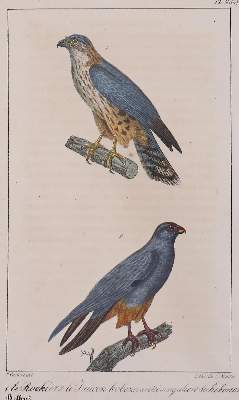 Bild Nr.2: 138-3445 Vögel.: (Varia, Zoologie)