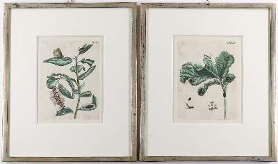 Bild Nr.1: 138-4160 Merian, Maria Sibylla: (Künstlergraphik)