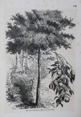 Bild Nr.2: 138-547 Konvolut: (Konvolut)