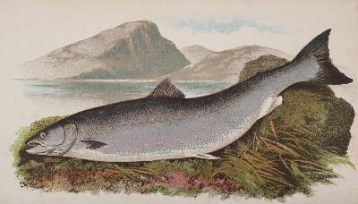 Bild Nr.1: 138-754 Cholmondeley-Pennell,H(enry).: (Jagd, Angeln)