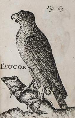 Bild Nr.3: 138-765 (Fortin de Grandmont F.),: (Jagd)